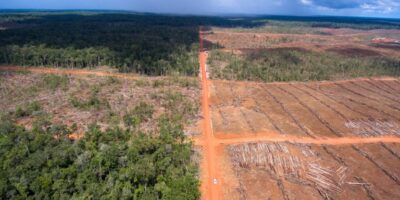 Hutan untuk Kebun Sawit di Papua (Yayasan Pusaka)