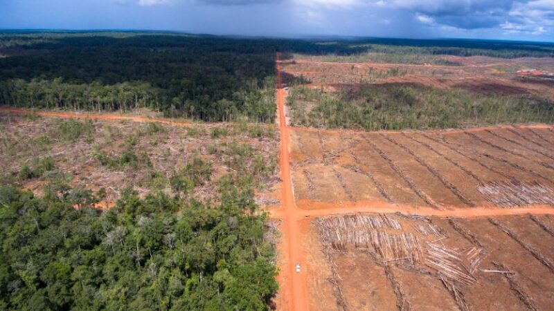 Hutan untuk Kebun Sawit di Papua (Yayasan Pusaka)