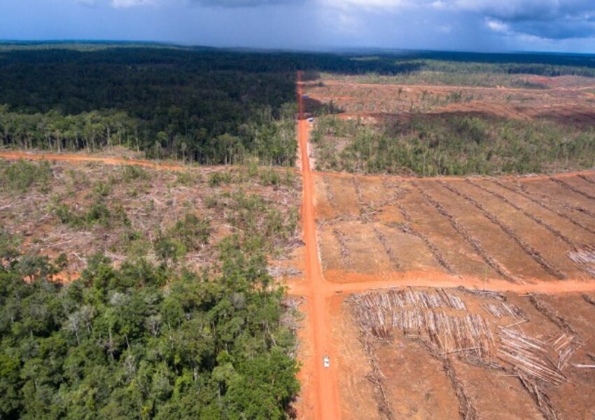 Hutan untuk Kebun Sawit di Papua (Yayasan Pusaka)