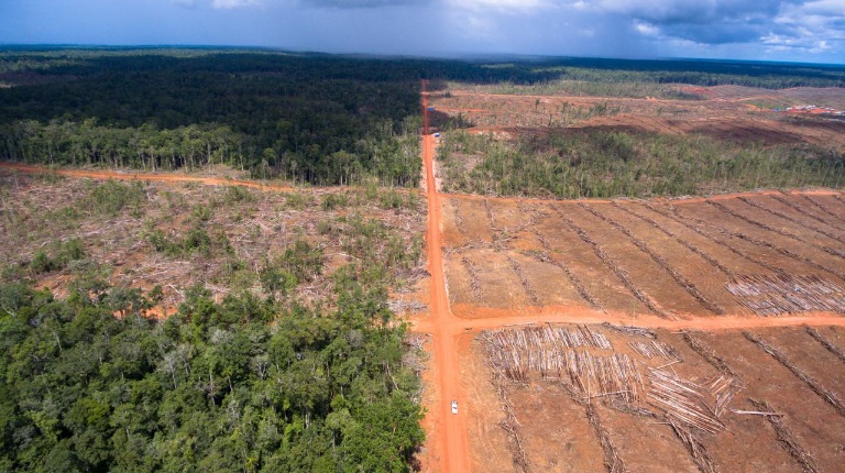 Hutan untuk Kebun Sawit di Papua (Yayasan Pusaka)