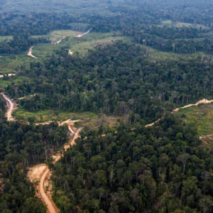 Ilustrasi Hutan