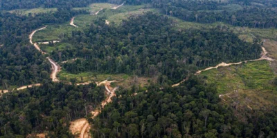 Ilustrasi Hutan