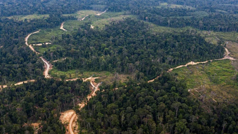 Ilustrasi Hutan