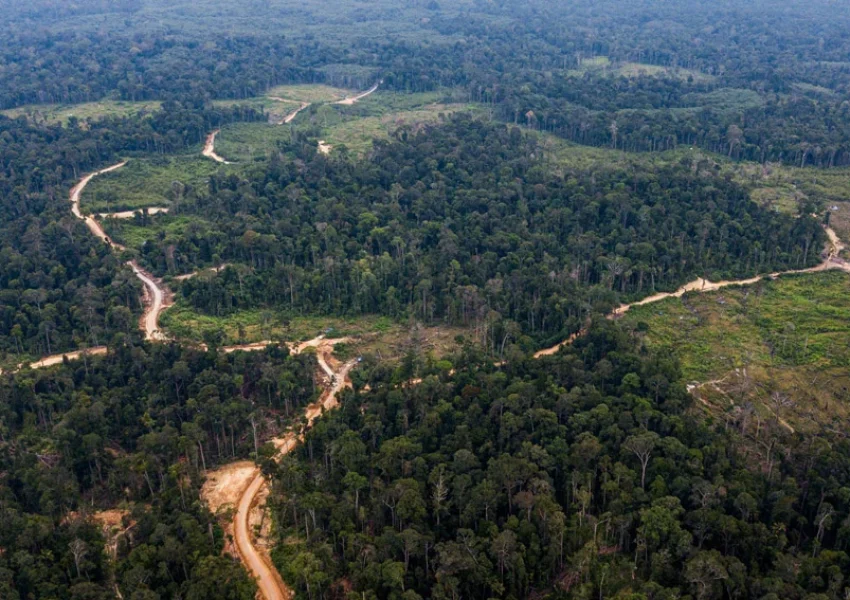 Ilustrasi Hutan