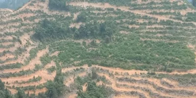 Ilustrasi Hutan di Kuansing (dok DLHK Riau)