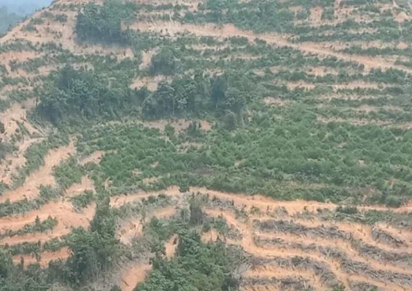 Ilustrasi Hutan di Kuansing (dok DLHK Riau)