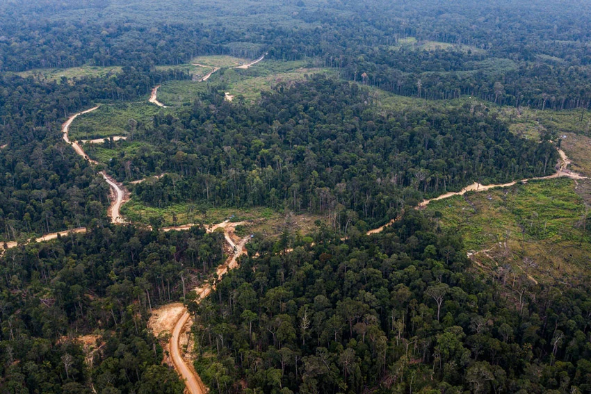 Ilustrasi Hutan