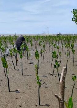 Ilustrasi Rehabilitasi Mangrove