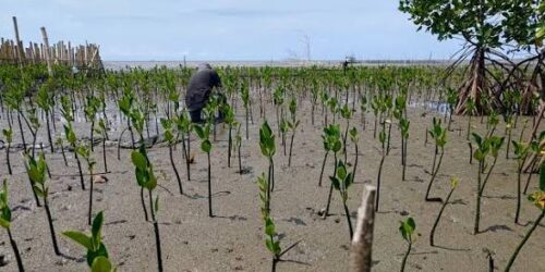Ilustrasi Rehabilitasi Mangrove