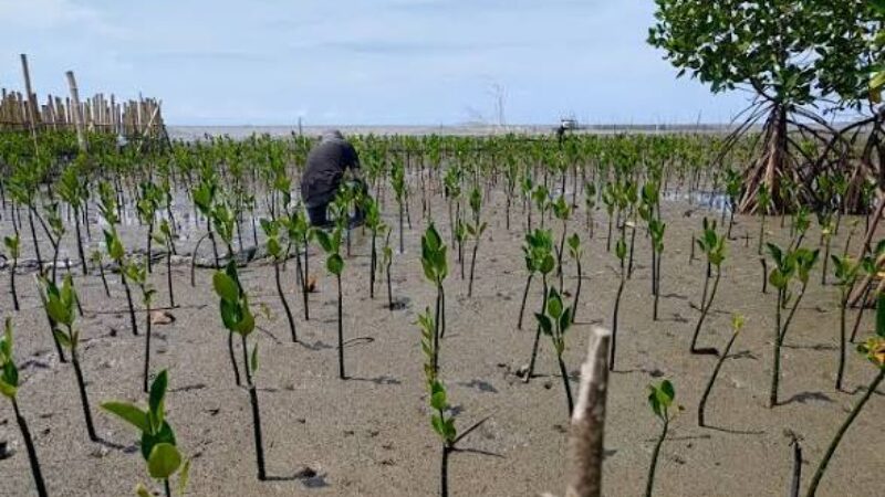 Ilustrasi Rehabilitasi Mangrove