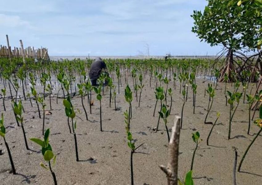Ilustrasi Rehabilitasi Mangrove
