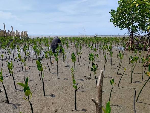Ilustrasi Rehabilitasi Mangrove