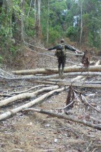 Ilustrasi jual beli kawasan hutan