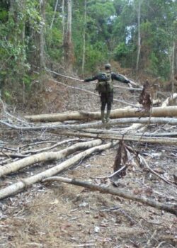 Ilustrasi jual beli kawasan hutan
