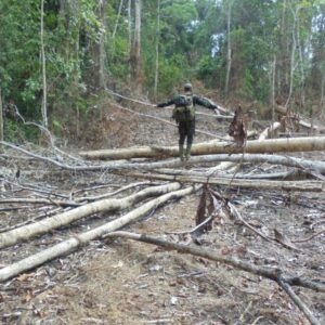 Ilustrasi jual beli kawasan hutan