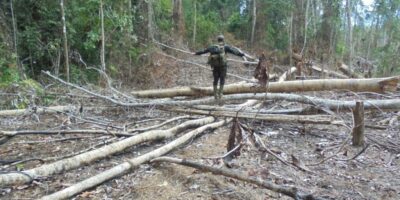 Ilustrasi jual beli kawasan hutan