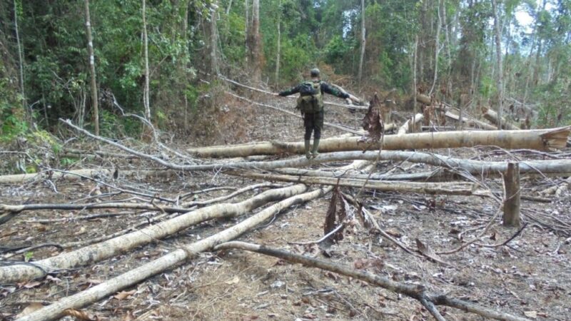 Ilustrasi jual beli kawasan hutan