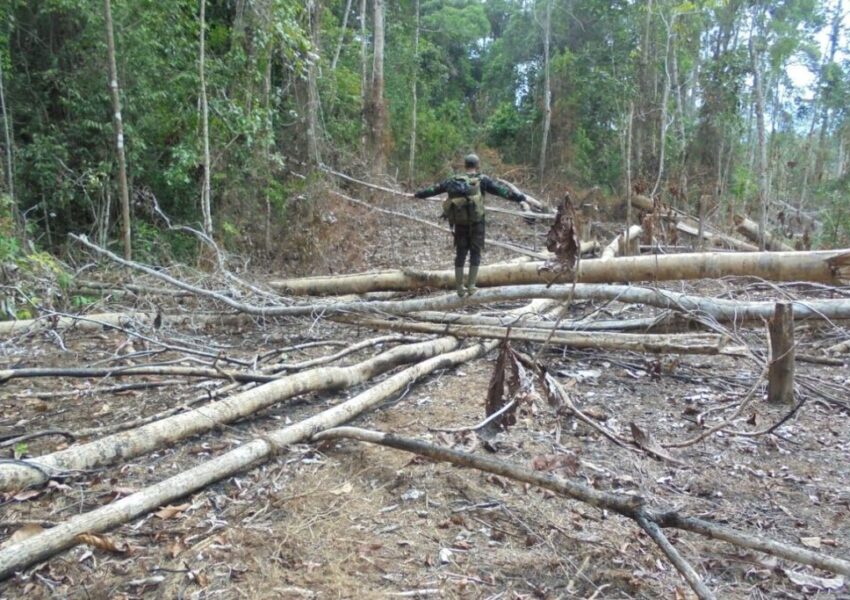 Ilustrasi jual beli kawasan hutan