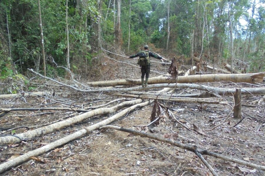 Ilustrasi jual beli kawasan hutan