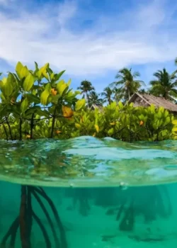 Ilustrasi Blue Carbon atau Karbon Biru