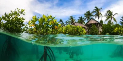 Ilustrasi Blue Carbon atau Karbon Biru