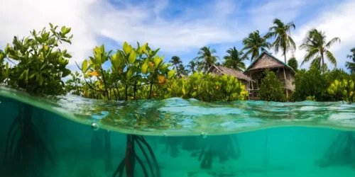 Ilustrasi Blue Carbon atau Karbon Biru