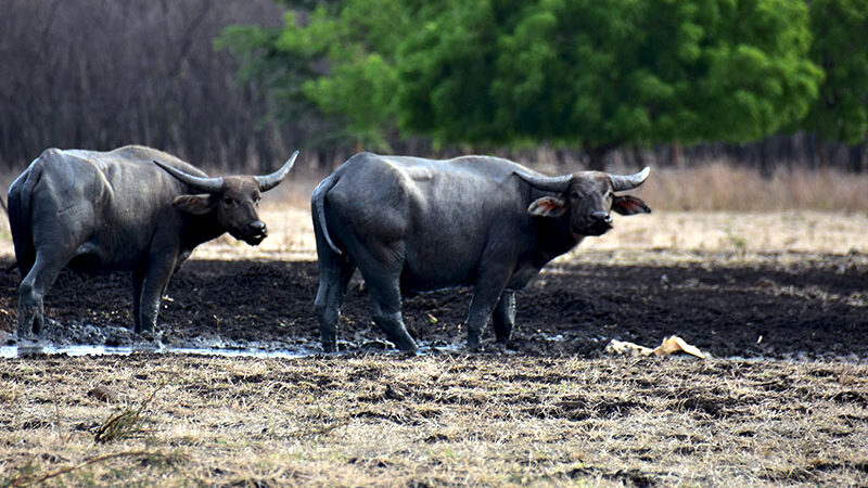 Kerbau (dok Mongabay)