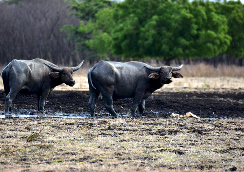 Kerbau (dok Mongabay)