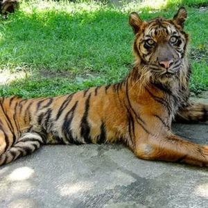 Kondisi Harimau di KBS