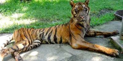 Kondisi Harimau di KBS