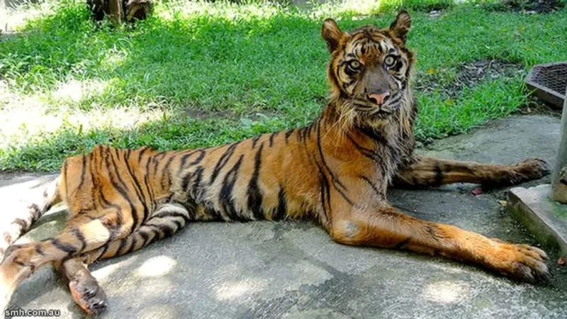 Kondisi Harimau di KBS