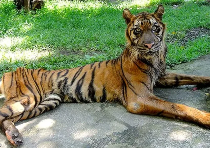 Kondisi Harimau di KBS