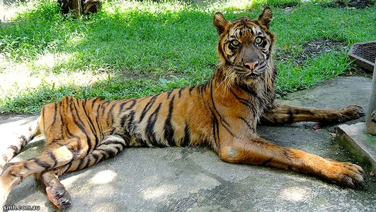 Kondisi Harimau di KBS