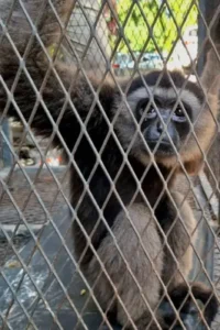 Owa jenggot putih (Hylobates albibarbis) yang diselamatkan tim BBKSDA Sulawesi Selatan. (IDN Times:Darsil Yahya)