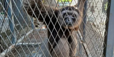 Owa jenggot putih (Hylobates albibarbis) yang diselamatkan tim BBKSDA Sulawesi Selatan. (IDN Times:Darsil Yahya)