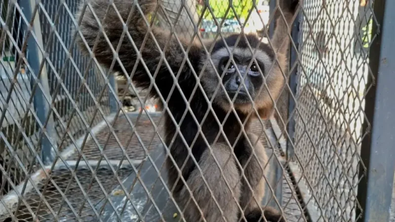 Owa jenggot putih (Hylobates albibarbis) yang diselamatkan tim BBKSDA Sulawesi Selatan. (IDN Times:Darsil Yahya)