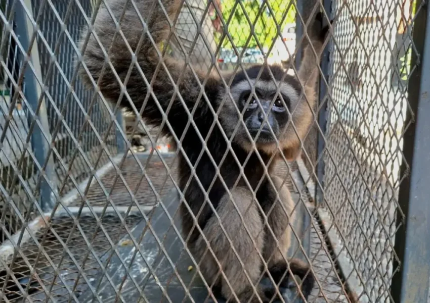 Owa jenggot putih (Hylobates albibarbis) yang diselamatkan tim BBKSDA Sulawesi Selatan. (IDN Times:Darsil Yahya)