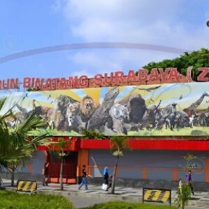kebun binatang surabaya