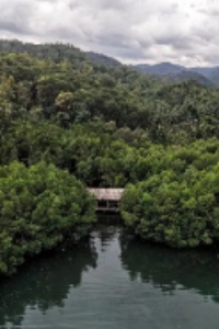 Ilustrasi Hutan (ANTARA FOTO_Andry Denisah)