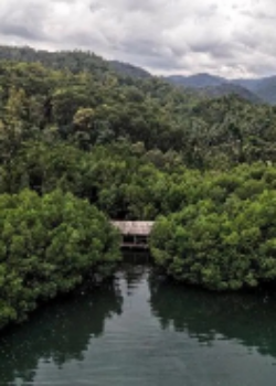 Ilustrasi Hutan (ANTARA FOTO_Andry Denisah)