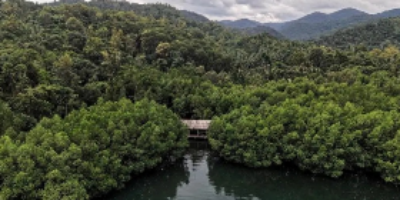 Ilustrasi Hutan (ANTARA FOTO_Andry Denisah)