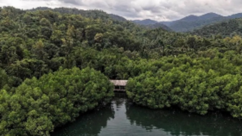Ilustrasi Hutan (ANTARA FOTO_Andry Denisah)