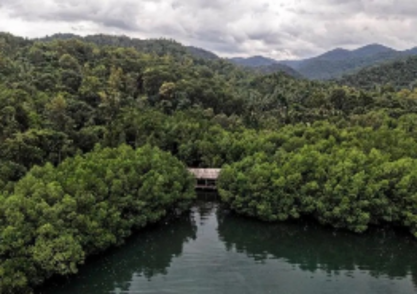 Ilustrasi Hutan (ANTARA FOTO_Andry Denisah)