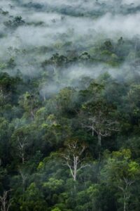 Ilustrasi Hutan Kalimantan