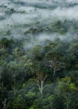 Ilustrasi Hutan Kalimantan