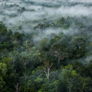 Ilustrasi Hutan Kalimantan