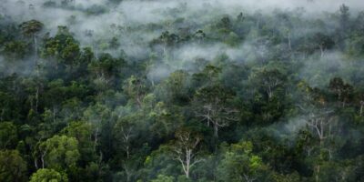 Ilustrasi Hutan Kalimantan
