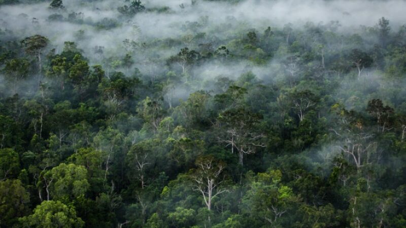 Ilustrasi Hutan Kalimantan