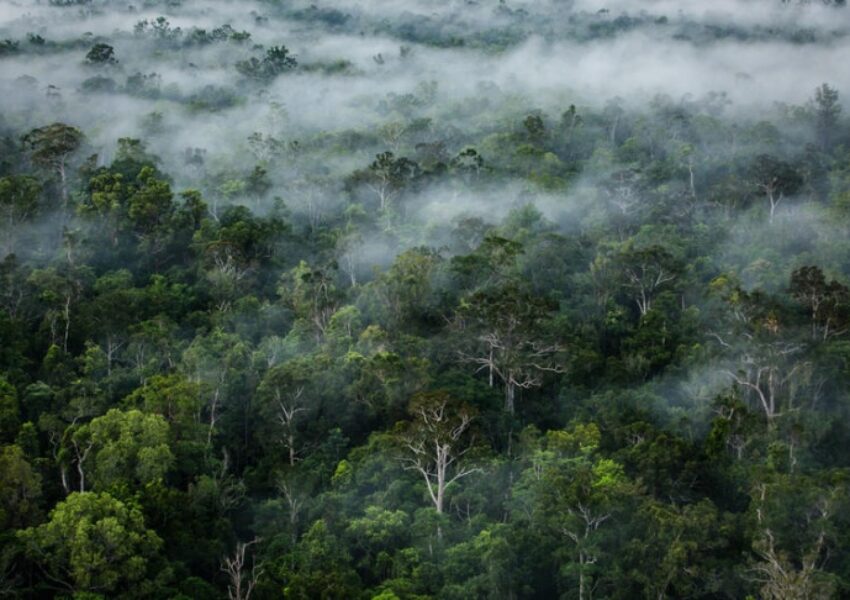 Ilustrasi Hutan Kalimantan