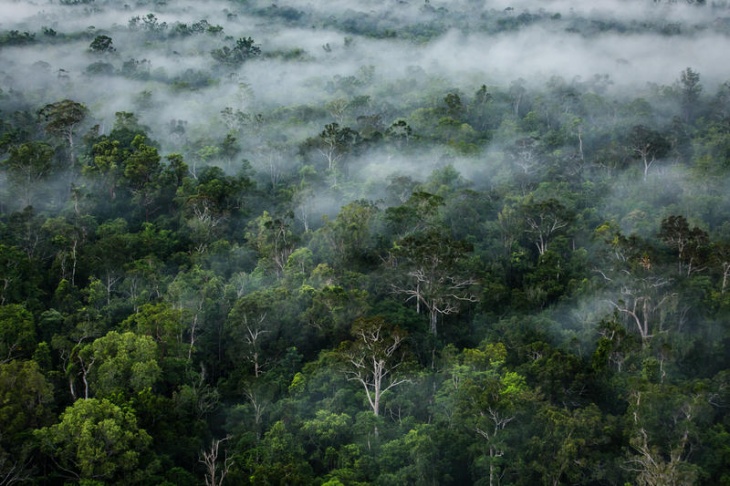 Ilustrasi Hutan Kalimantan